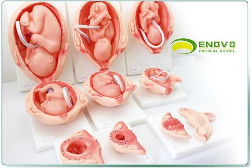 现货速发【医教模型】颐诺妊娠胚胎发育模型胎儿发育过程模型10部件版 商品图1