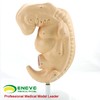 现货速发【医教模型】ENOVO颐诺 医用人体四周胚胎模型 胎儿模型 妊娠胚胎儿发生 组织胚胎教学模型 组织胚胎学教具 医学解剖模型 商品缩略图0