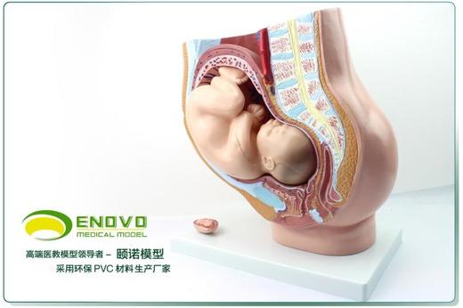 现货速发【医教模型】ENOVO颐诺普及版女性盆腔附足月胎儿模型妊娠发育九个月胎儿子宫生殖模型 商品图0