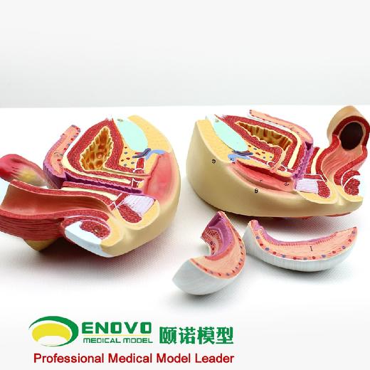 现货速发【医教模型】ENOVO颐诺医学人体女性生殖系统模型 商品图2