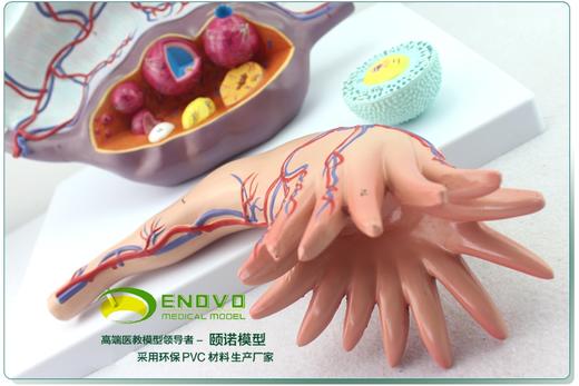 现货速发【医教模型】ENOVO颐诺卵巢子宫模型 商品图2