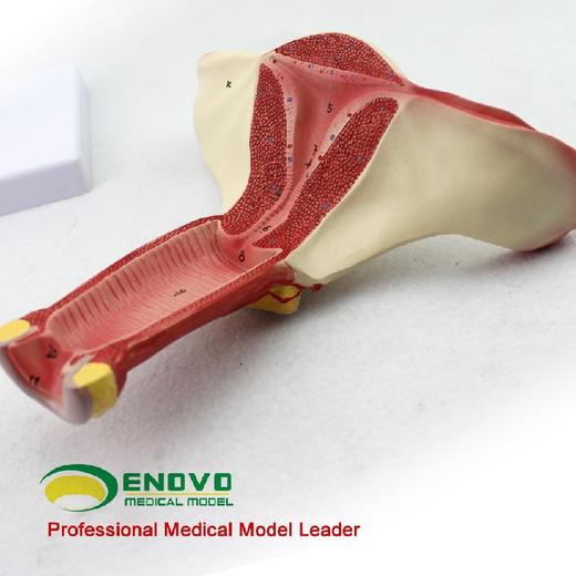 现货速发【医教模型】颐诺女性阴道子宫模型卵巢输卵管模型 商品图1
