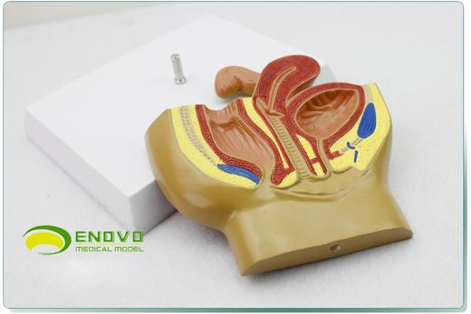 现货速发【医教模型】颐诺女性盆腔系统生殖系统输卵管膀胱阴道直肠模型 商品图4