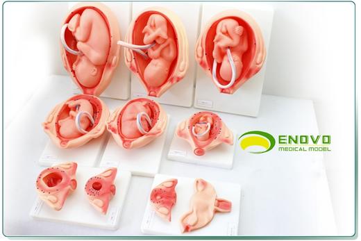 现货速发【医教模型】颐诺妊娠胚胎发育模型胎儿发育过程模型10部件版 商品图2