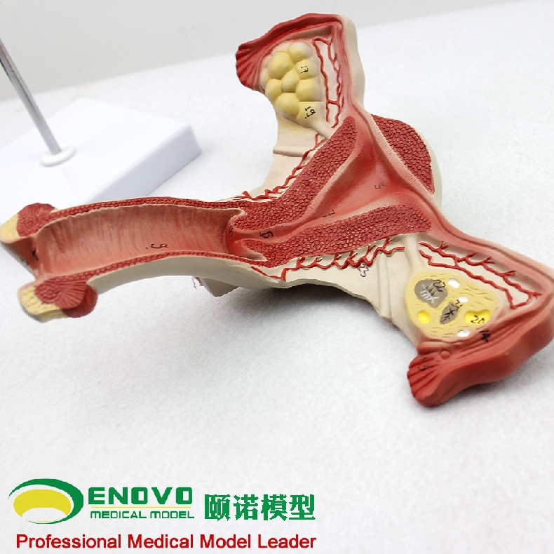 现货速发【医教模型】颐诺人体医学女性子宫模型卵巢生殖结构解剖模型妇科妇产科