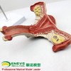 现货速发【医教模型】颐诺人体医学女性子宫模型卵巢生殖结构解剖模型妇科妇产科 商品缩略图0