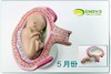 现货速发【医教模型】ENOVO颐诺 妊娠组织胚胎发育胎儿形成过程模型 商品缩略图2