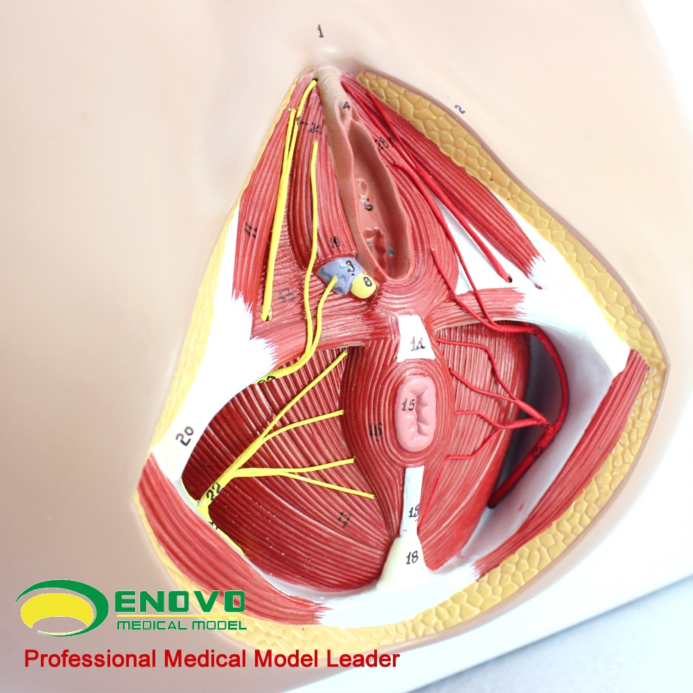 现货速发【医教模型】ENOVO颐诺 女性会阴模型 血管神经骨盆底肌解剖模型妇科泌尿肛肠科 盆底肌修复康复教具模型神经血管肌肉