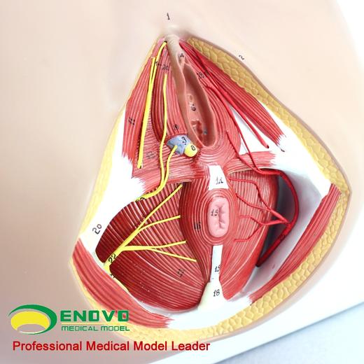 现货速发【医教模型】ENOVO颐诺 女性会阴模型 血管神经骨盆底肌解剖模型妇科泌尿肛肠科 盆底肌修复康复教具模型神经血管肌肉 商品图0