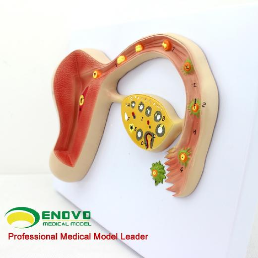 现货速发【医教模型】ENOVO颐诺人体受精卵模型妊娠胚胎儿发育过程子宫组织胚胎模型 商品图2