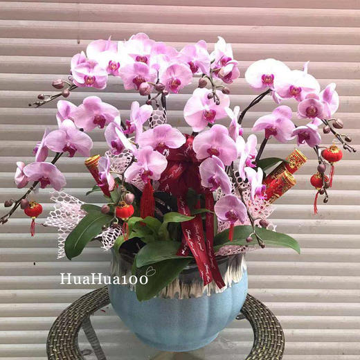 春风习习丨6株、8株粉色蝴蝶兰组盆 商品图1