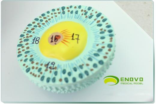 现货速发【医教模型】ENOVO颐诺卵巢子宫模型 商品图3