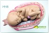 现货速发【医教模型】ENOVO颐诺 妊娠组织胚胎发育胎儿形成过程模型 商品缩略图4