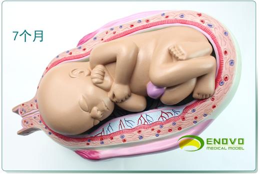 现货速发【医教模型】ENOVO颐诺 妊娠组织胚胎发育胎儿形成过程模型 商品图4