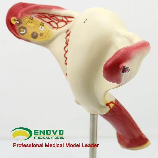 现货速发【医教模型】颐诺女性阴道子宫模型卵巢输卵管模型 商品图3