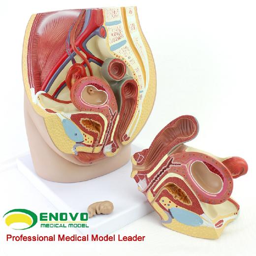 现货速发【医学教具】ENOVO颐诺女性盆腔解剖模型生殖泌尿子宫胚胎儿妇产科医学用教学 商品图2