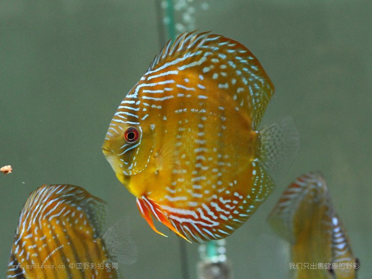 酷睿皮亚红彩1415公c144