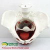 现货速发【医教模型】ENOVO颐诺 女性骨盆盆底肌生殖器官模型 盆腔附件结构膀胱阴道模型 商品缩略图0