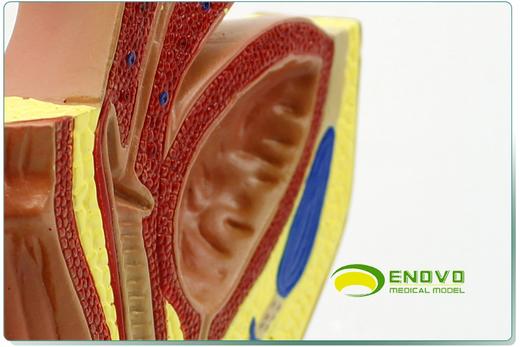 现货速发【医教模型】颐诺女性盆腔系统生殖系统输卵管膀胱阴道直肠模型 商品图1