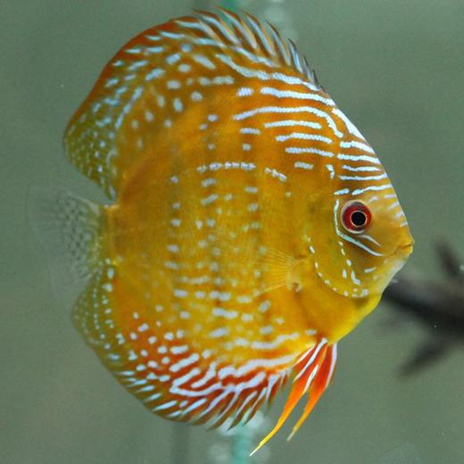 酷睿皮亚红彩1415公c144