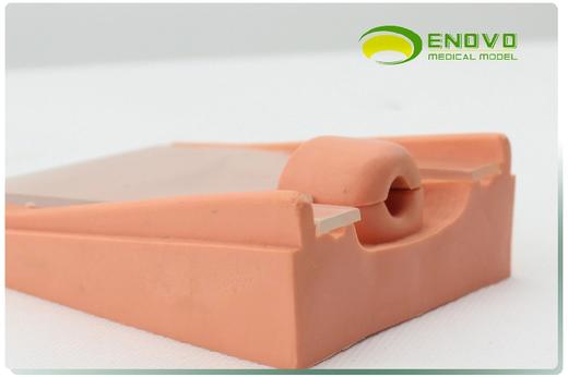 现货速发【医教模型】颐诺 避孕指导演示模型 商品图0