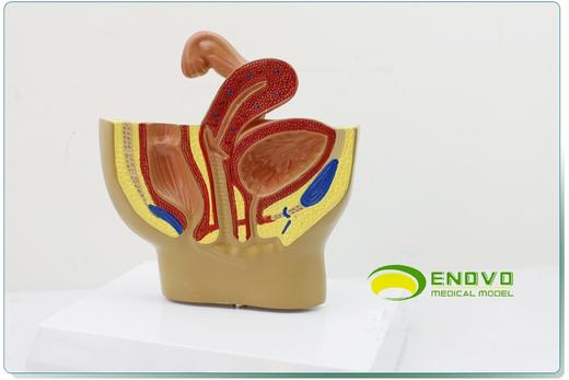 现货速发【医教模型】颐诺女性盆腔系统生殖系统输卵管膀胱阴道直肠模型 商品图0