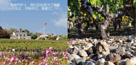  玫瑰山庄园副牌玫瑰夫人干红葡萄酒2012Chateau Montrose La Dame de Montrose, Saint-Estephe, France 商品图2