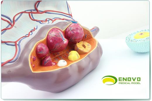 现货速发【医教模型】ENOVO颐诺卵巢子宫模型 商品图1