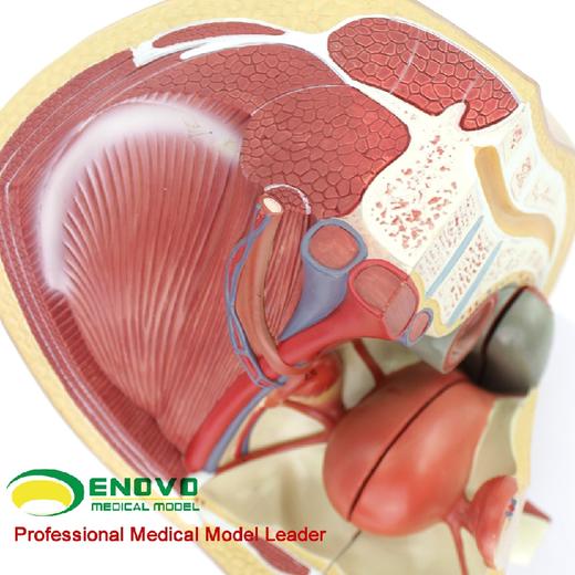 现货速发【医学教具】ENOVO颐诺女性盆腔解剖模型生殖泌尿子宫胚胎儿妇产科医学用教学 商品图4