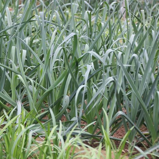 韭葱300g 商品图1