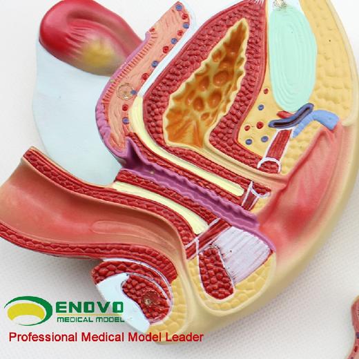 现货速发【医教模型】ENOVO颐诺医学人体女性生殖系统模型 商品图1