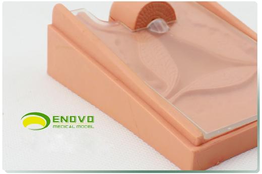 现货速发【医教模型】颐诺 避孕指导演示模型 商品图2