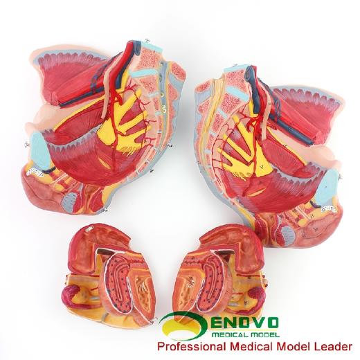 现货速发【医教模型】ENOVO颐诺 女性骨盆腔模型血管神经生殖系统子宫 妇产科教学模型 女性骨盆肌肉神经神经模型医学用展示教学 商品图2