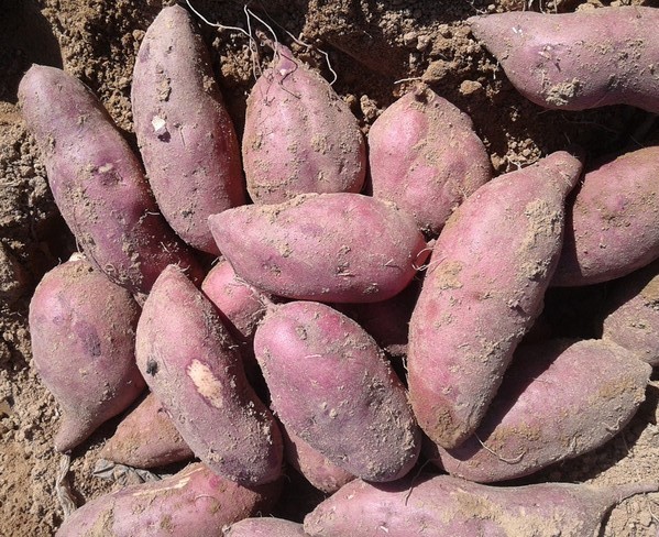 沂蒙山紫薯沙地紫薯富含花青素5斤装