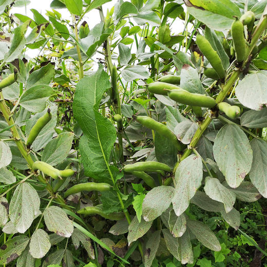 蚕豆带壳 500g 商品图4