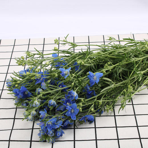 小飞燕~蓝色 商品图0