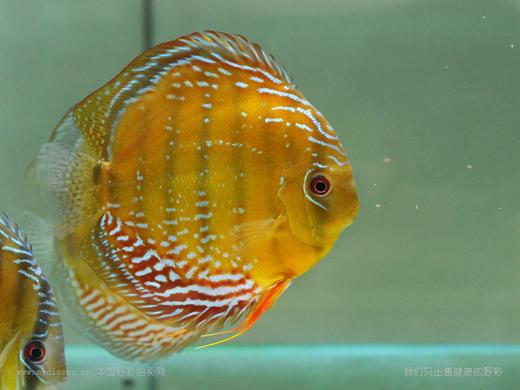 酷睿皮亚红彩16公c145