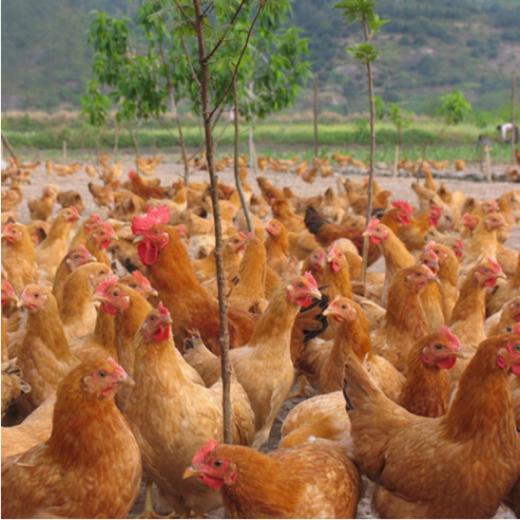 三黄鸡1只2斤左右