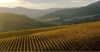 西班牙桃乐丝菲兰索白葡萄酒2016Torres Fransola Sauvignon Blanc, Penedes, Spain 商品缩略图3