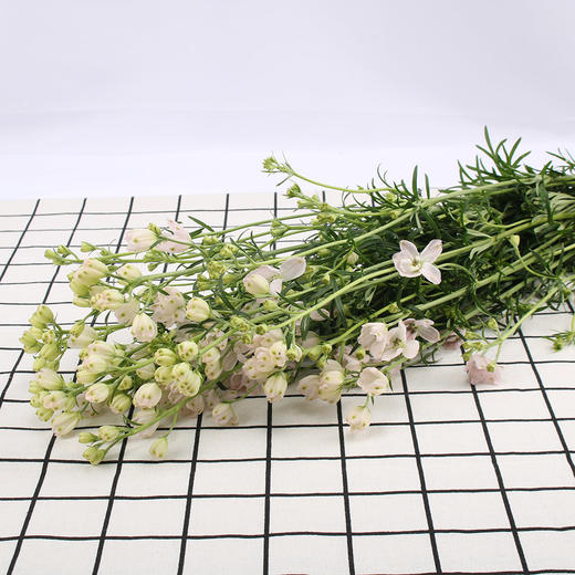 小飞燕~粉色 商品图0