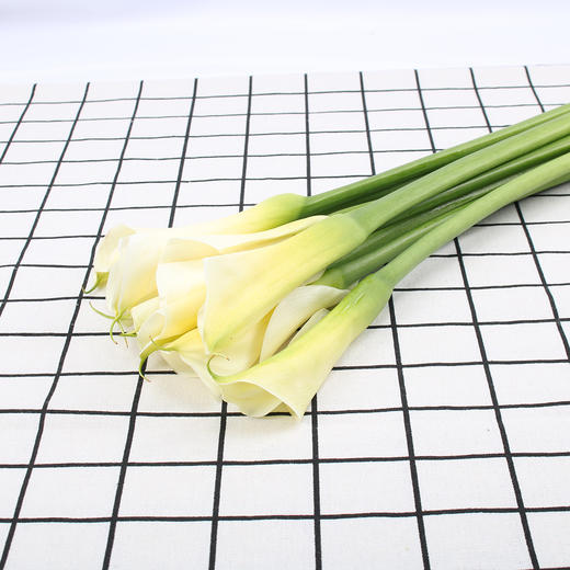 马蹄莲·白色 商品图0