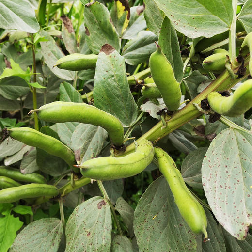 蚕豆带壳 500g 商品图5