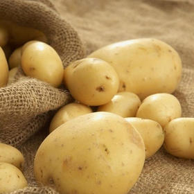 【百汇到家】新荷兰土豆（3斤起售）