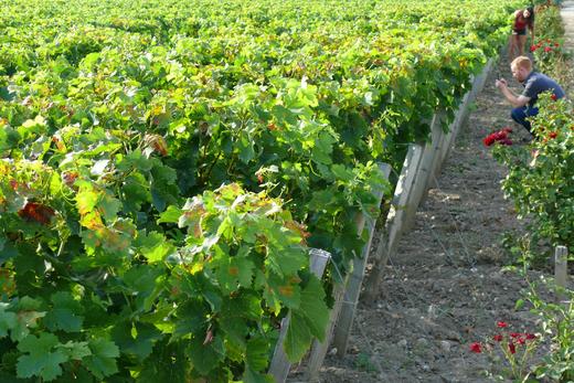 杜扎克庄园干红葡萄酒2012Chateau Dauzac, Margaux,  France 商品图3