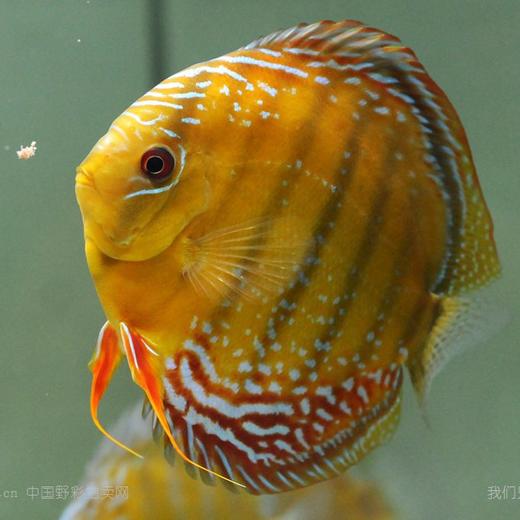 酷睿皮亚红彩16公c145