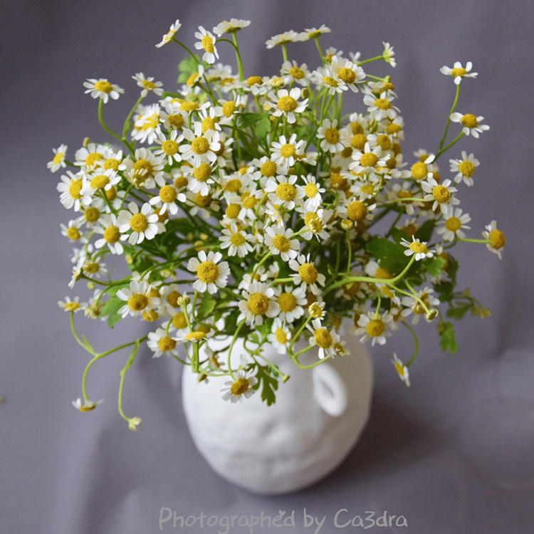 洋甘菊小雏菊1扎