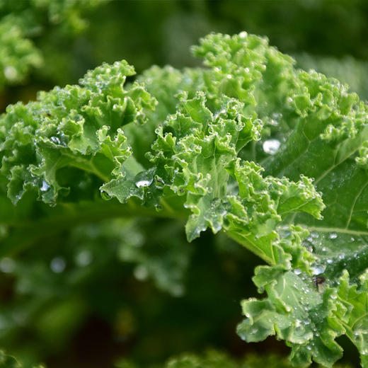 有机羽衣甘蓝菜 天然有机raw 原生态羽衣甘蓝菜