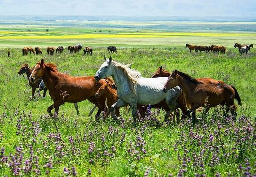 7月盛事，新疆”天马节”，万马齐备、百花齐放10天摄影 商品图8