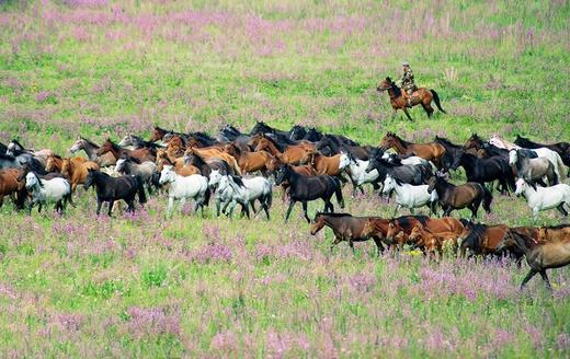 7月盛事，新疆”天马节”，万马齐备、百花齐放10天摄影 商品图11