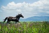 7月盛事，新疆”天马节”，万马齐备、百花齐放10天摄影 商品缩略图10